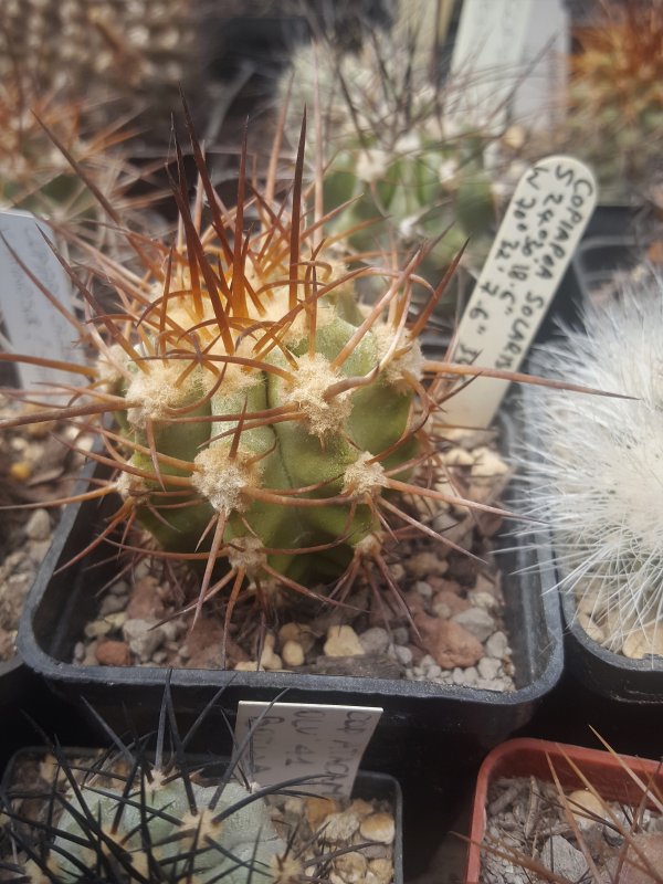 copiapoa solaris