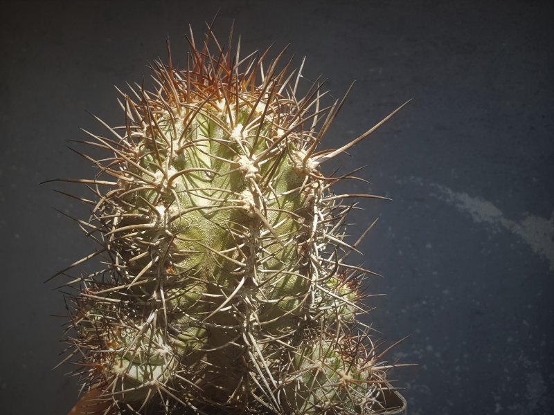 Copiapoa solaris 