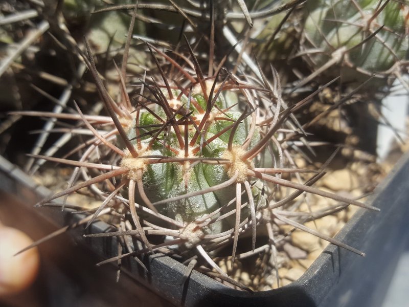 Copiapoa solaris 