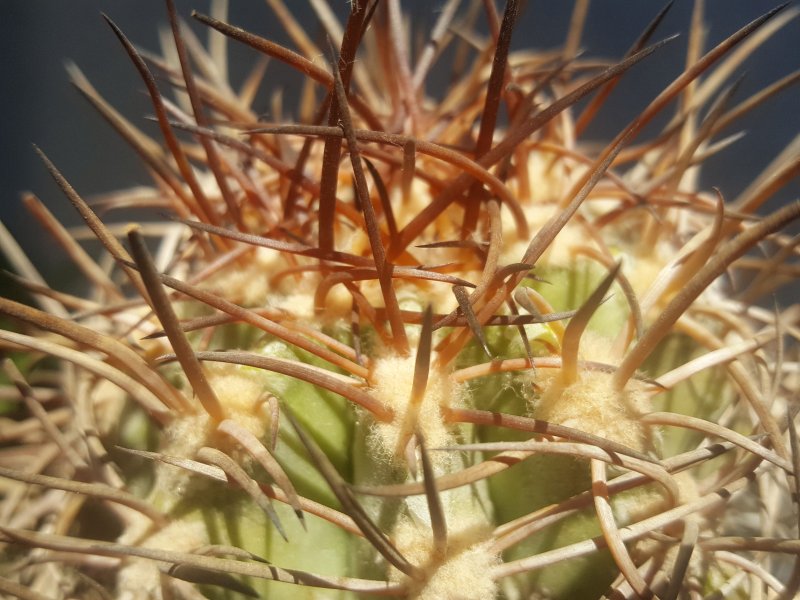 Copiapoa solaris 