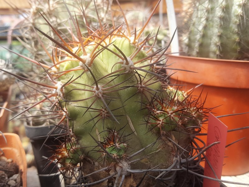 Copiapoa solaris 