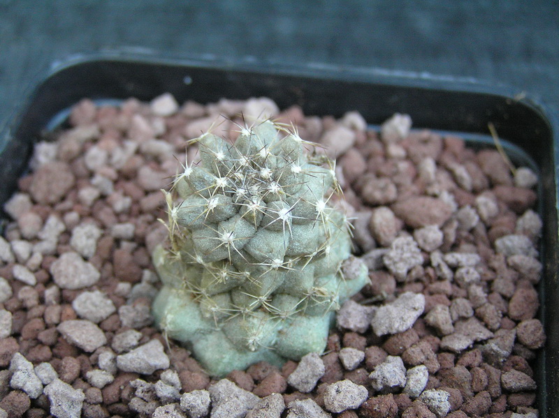 Copiapoa desertorum 