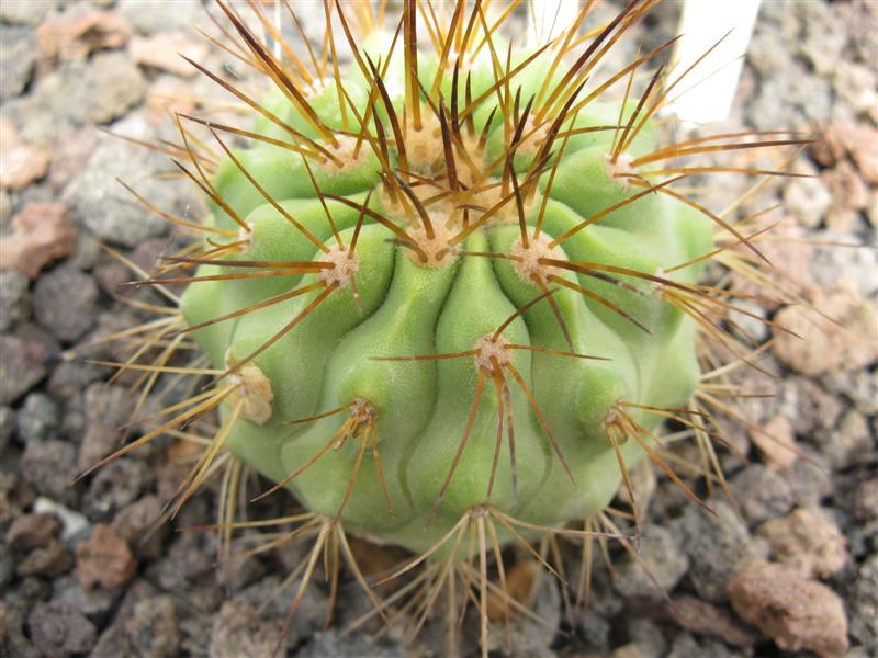 Copiapoa tenebrosa OLV 73