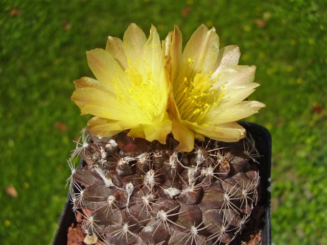 Copiapoa tenuissima 