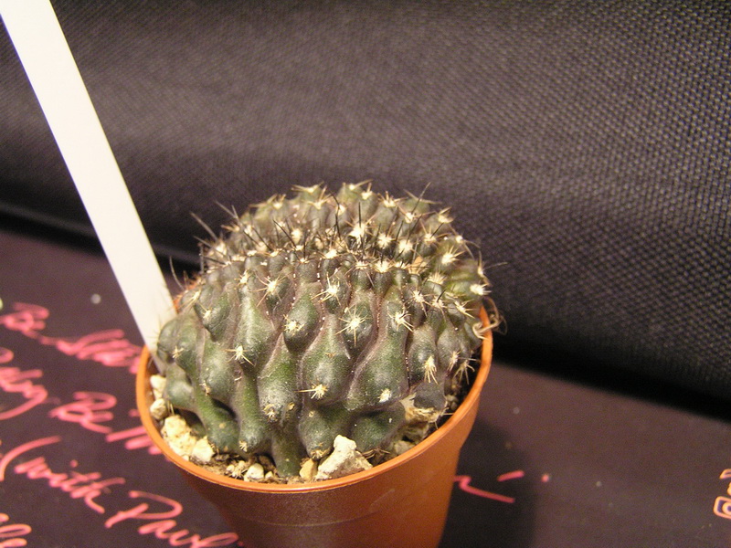 copiapoa humilis f. cristata