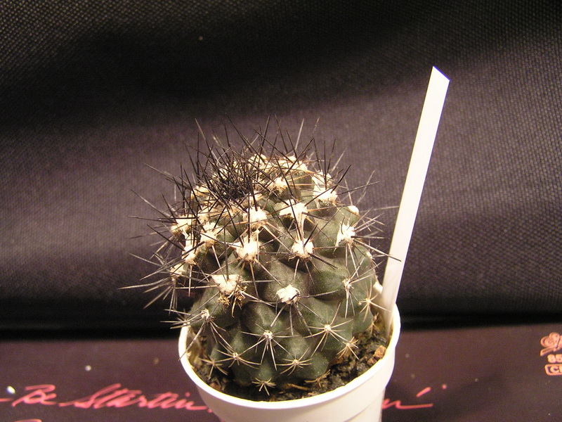 Copiapoa humilis 