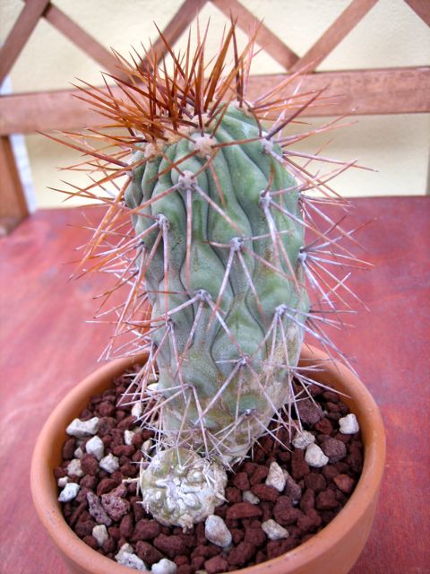 Copiapoa ? 