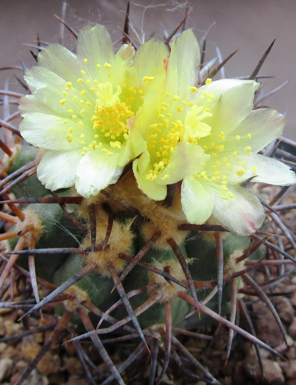 Copiapoa wagenknechtii KK 58