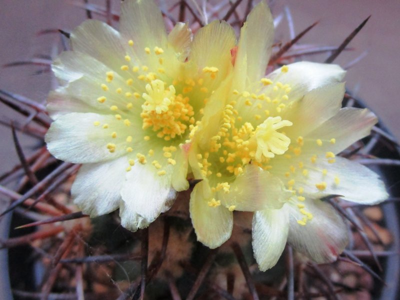 Copiapoa wagenknechtii KK 58