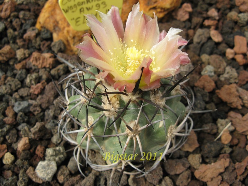 Copiapoa wagenknechtii AW 93