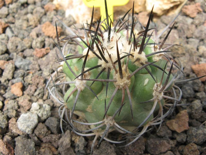 Copiapoa wagenknechtii AW 93