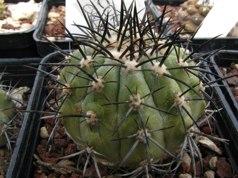 Copiapoa calderana 