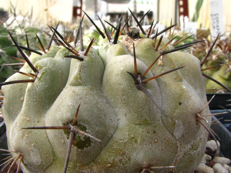 Copiapoa cinerea KK 77