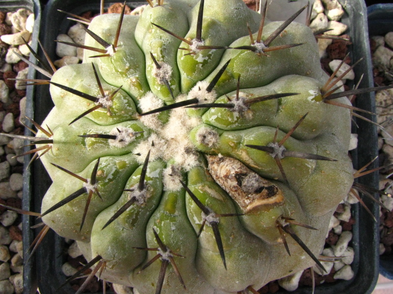 Copiapoa cinerea KK 77