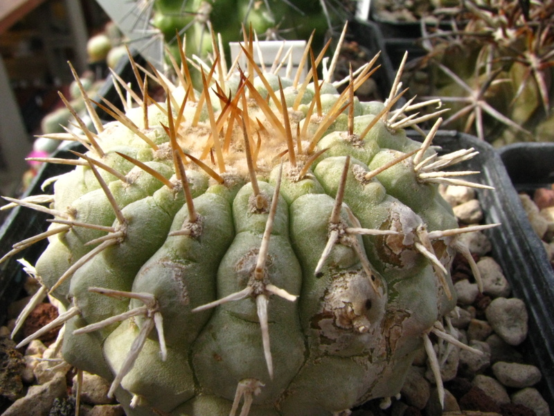 Copiapoa columna-alba 