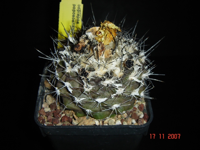 Copiapoa paposoensis 