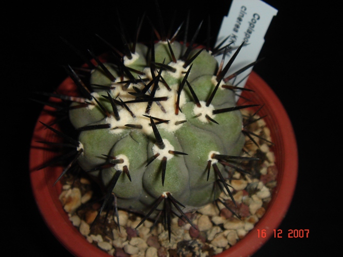 copiapoa cinerea 