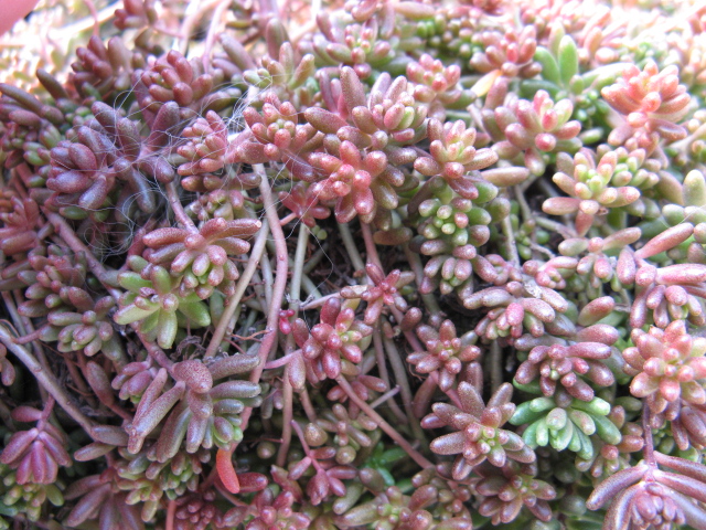 Sedum cv. coral carpet 