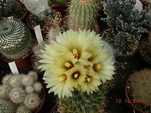 coryphantha clava