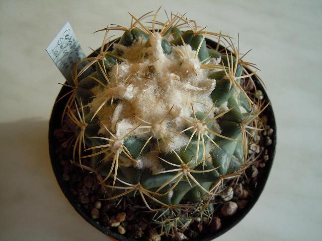 Coryphantha sulcolanata 