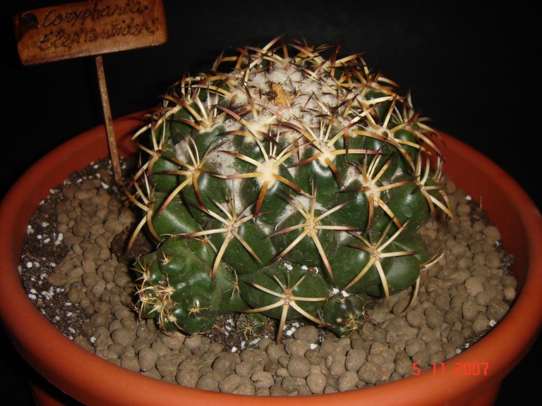 Coryphantha elephantidens 