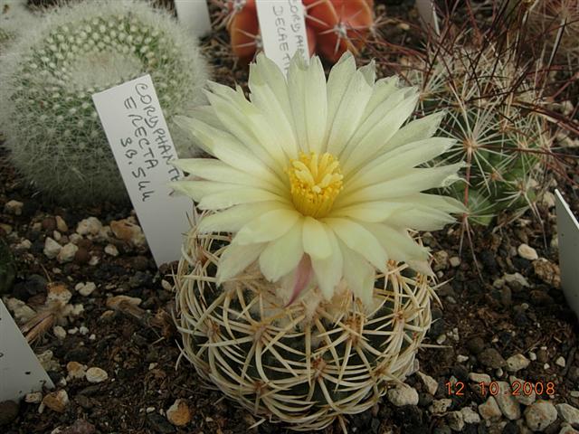 Coryphantha erecta 