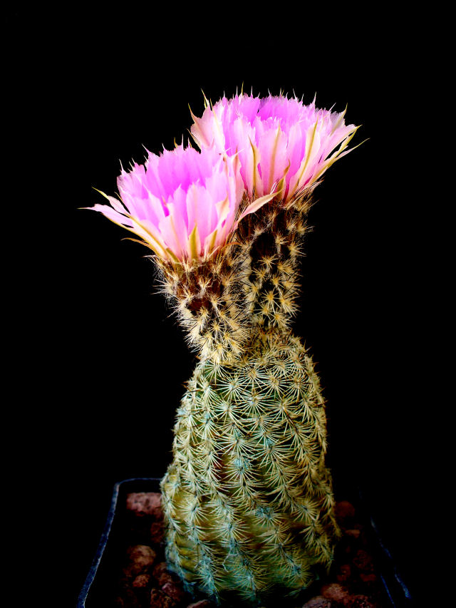 Echinocereus fitchii 