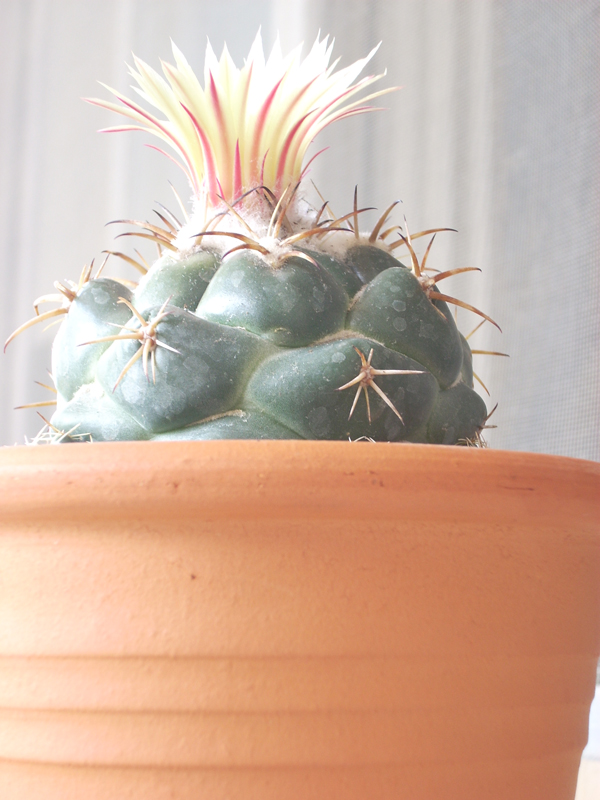 coryphantha elephantidens 