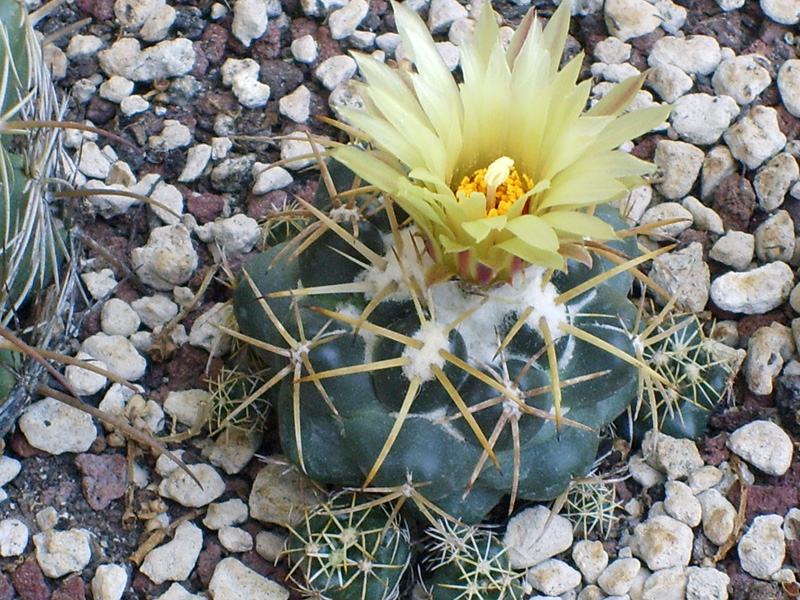 Coryphantha andreae 