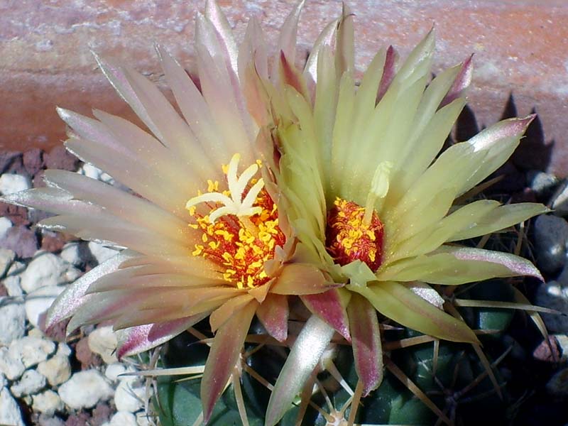 Coryphantha andreae 