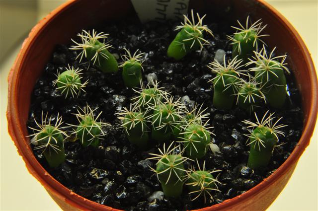 Coryphantha bumamma 