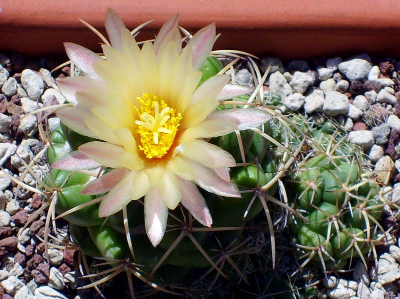 Coryphantha bumamma 