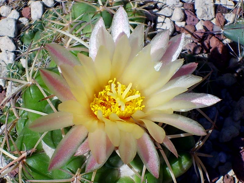 Coryphantha bumamma 