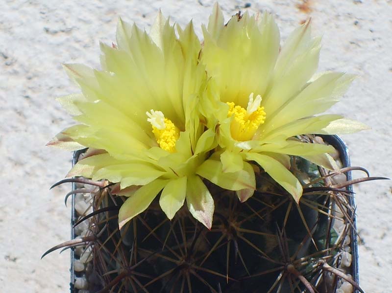 Coryphantha compacta 