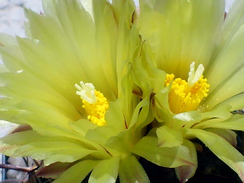 Coryphantha compacta 