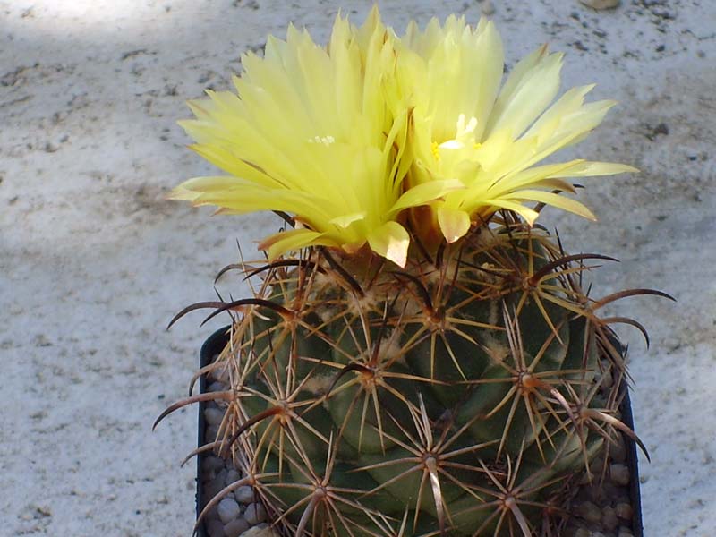 Coryphantha compacta 