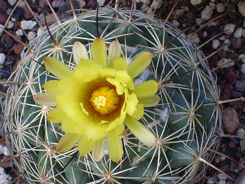 Coryphantha cornifera 