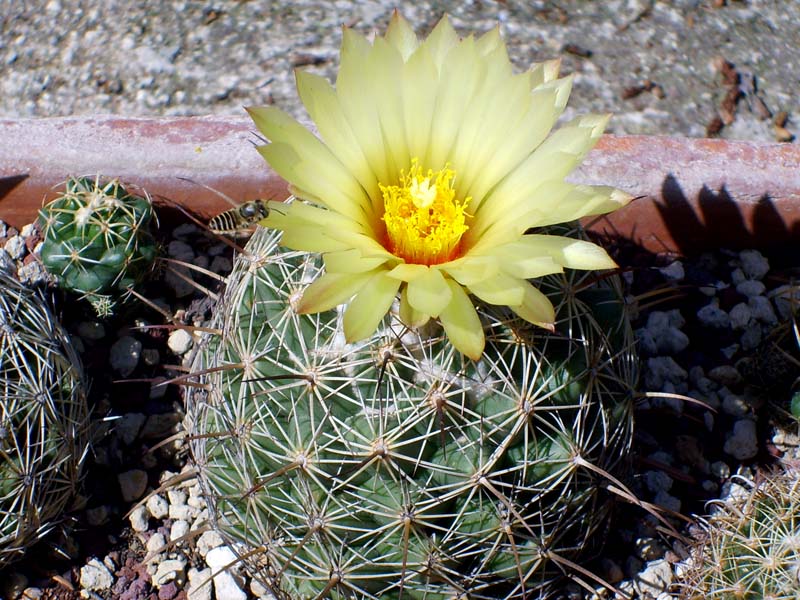 Coryphantha cornifera 