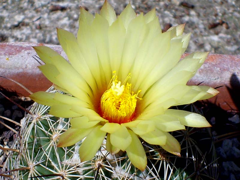 Coryphantha cornifera 