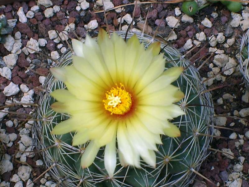 Coryphantha cornifera 