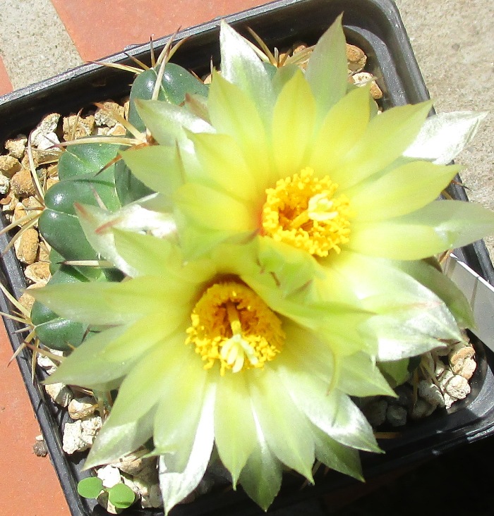 Coryphantha elephantidens 