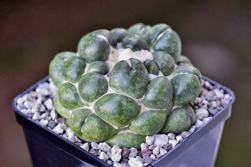 coryphantha elephantidens cv. tanshi-zougemaru