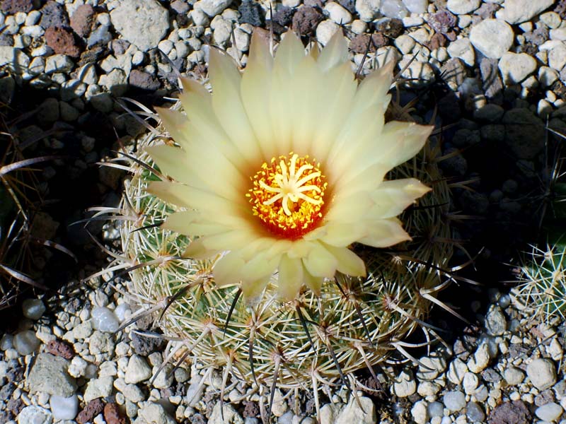 Coryphantha greenwoodii 