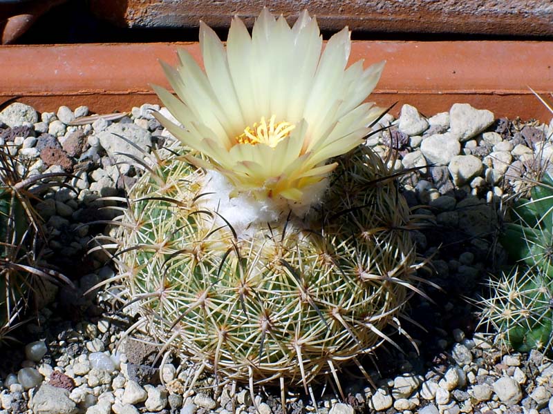 Coryphantha greenwoodii 