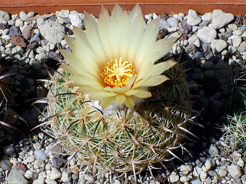 Coryphantha greenwoodii 