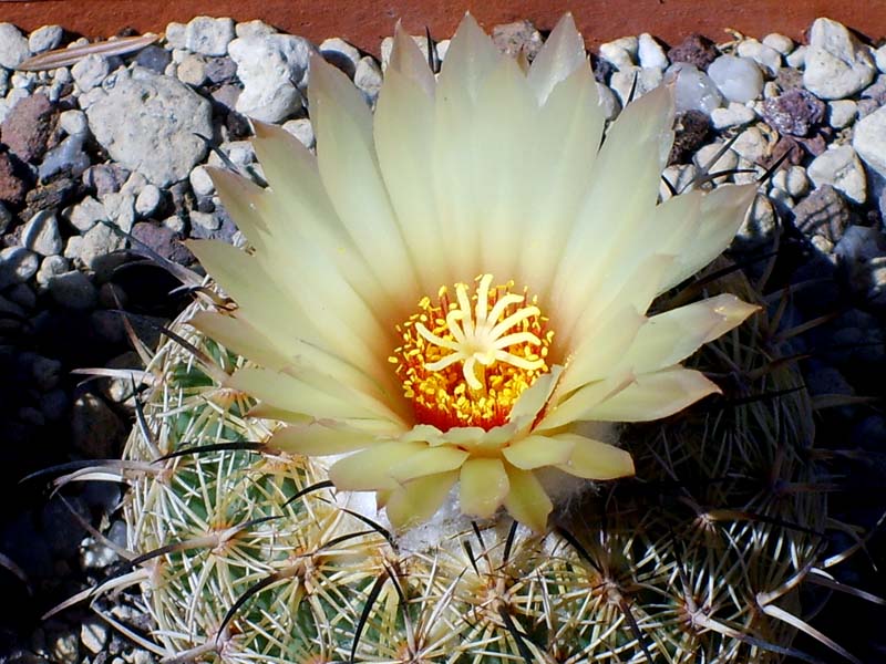 Coryphantha greenwoodii 