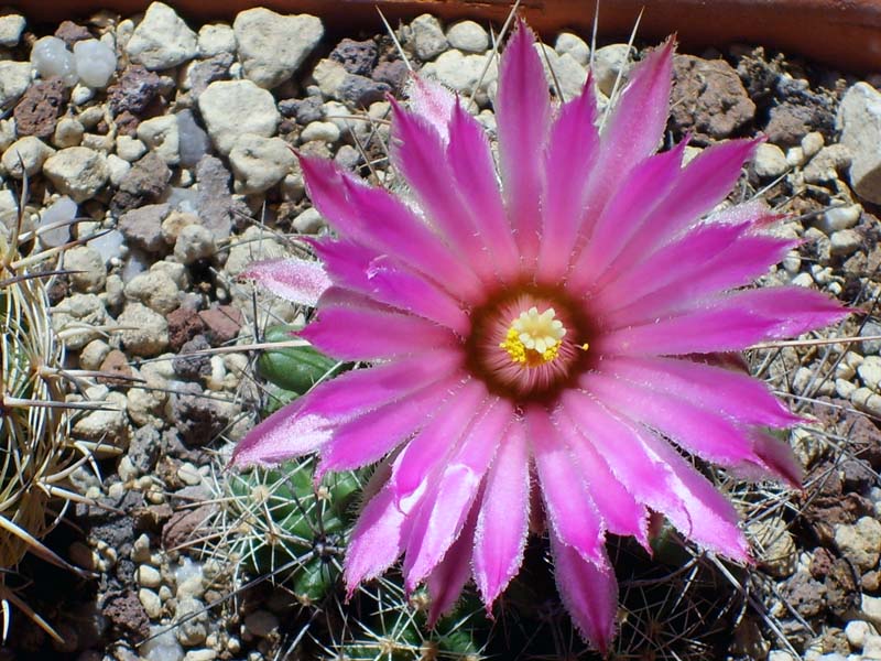 Coryphantha macromeris SB 841