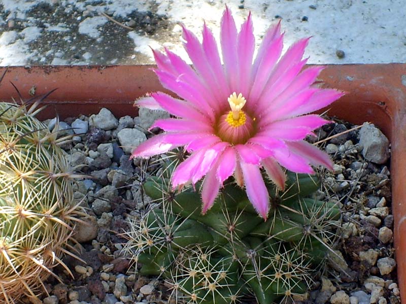 Coryphantha macromeris SB 841