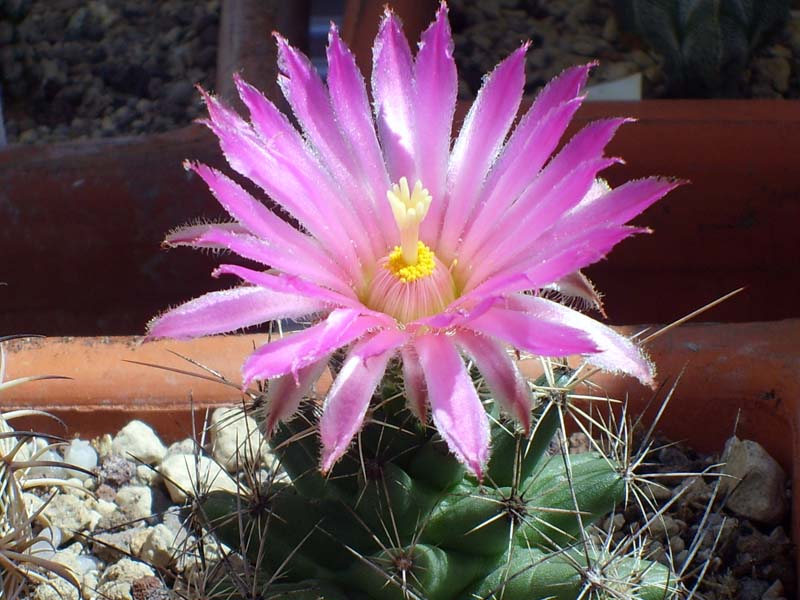 Coryphantha macromeris SB 841