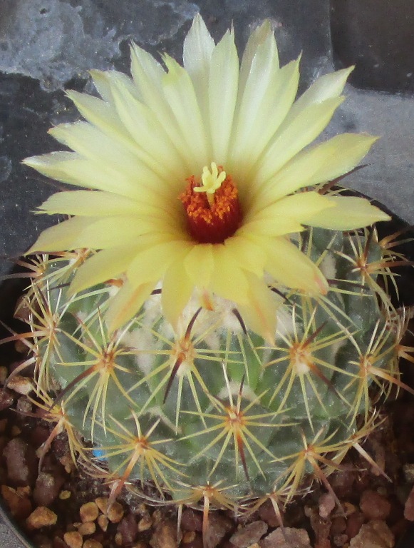 Coryphantha pallida 